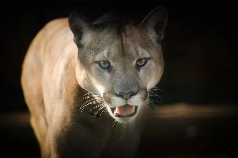 Canada, bambino attaccato da un puma mentre gioca. La madre coraggiosa lo salva