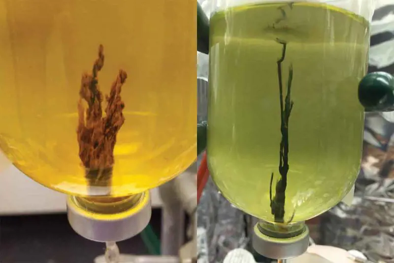 Il laboratorio che ha creato il brodo primordiale della vita
