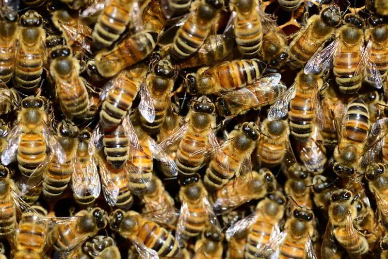 Latina, stava tagliando l'erba del prato e muore per choc anafilattico
