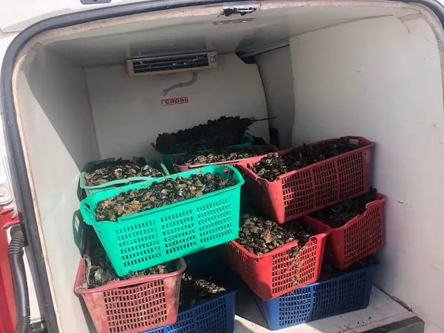 Torre del Greco, maxi sequestro di cozze al porto: "Vietata la vendita"