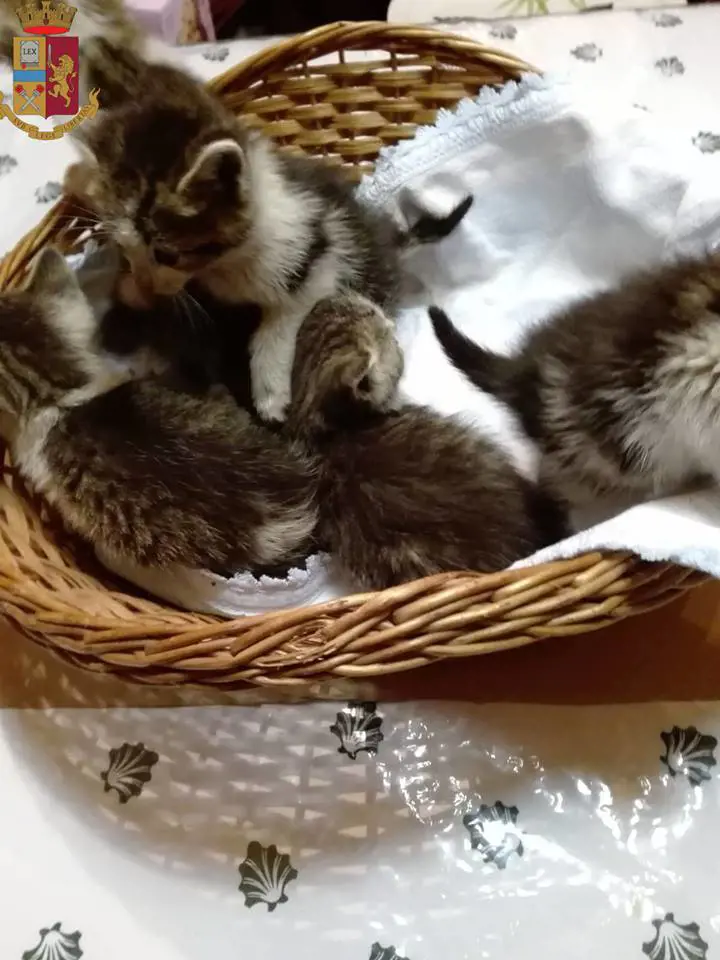 Vagavano in autostrada abbandonati: 5 gattini salvi grazie alla polizia