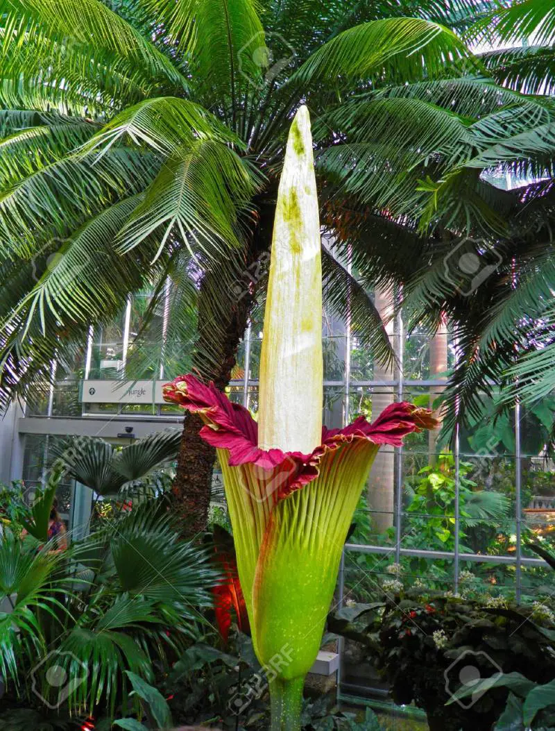 Nella gara fra giganti vince l'Amorphophallus