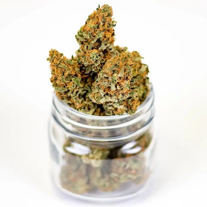 Roma, girava con una borsa firmata piena di marijuana