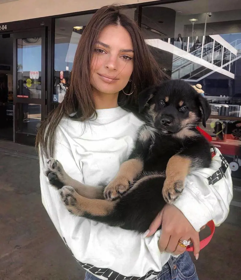 Emily Ratajkowski è nuda dietro un séparé di plexiglas rosa