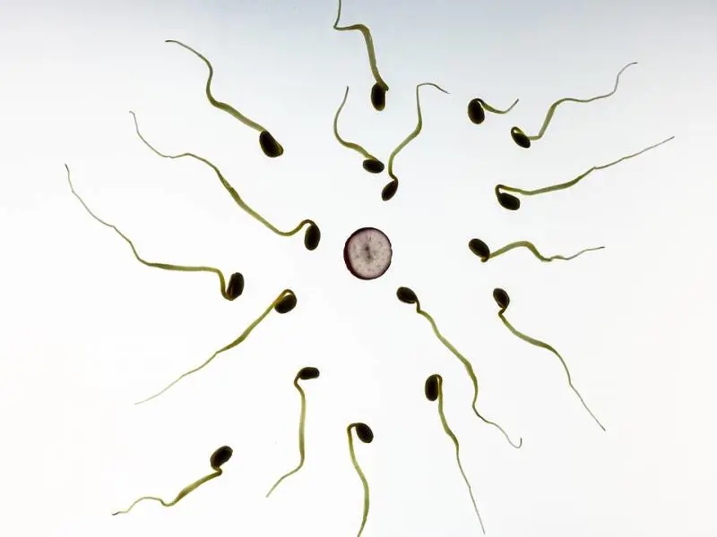 L'orologio biologico non è una prerogativa solo femminile