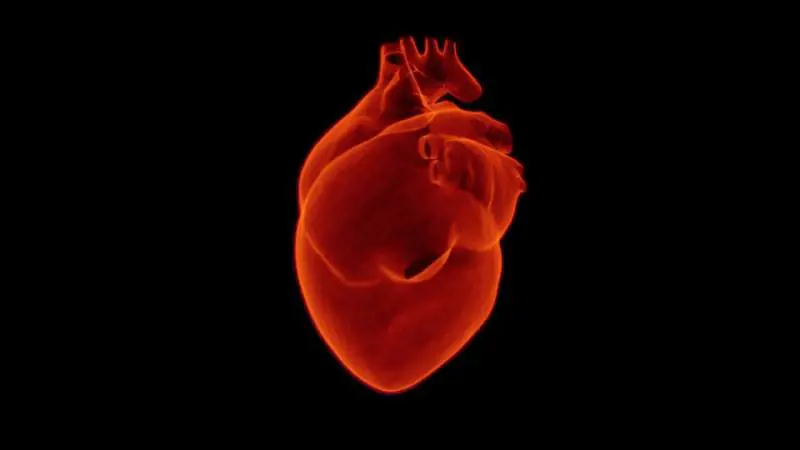 Sindrome di Tako Tsubo: che cos’è e come prevenirla