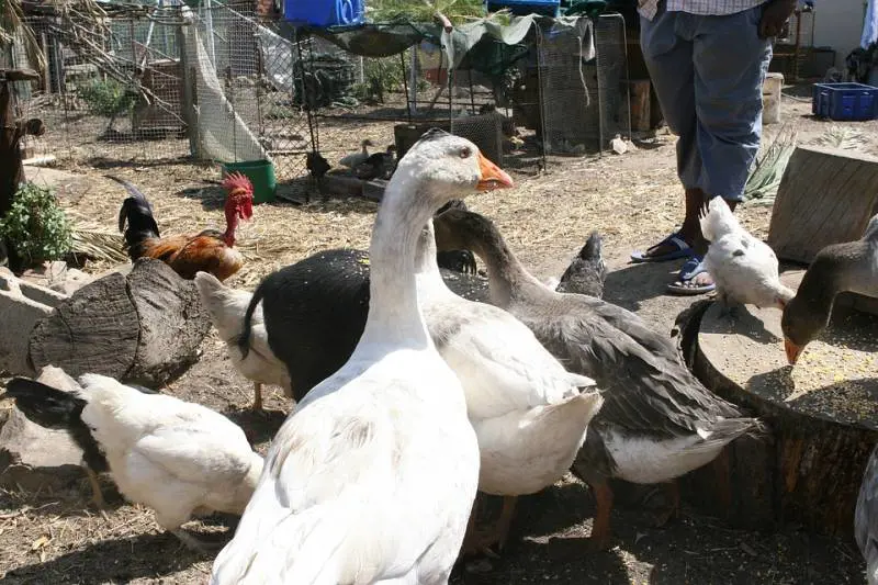Cinesi macellano animali per strada: l'ira dei residenti del Vasto