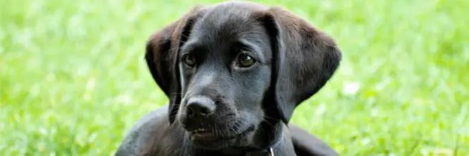 Torino, muore il padrone: cane non può entrare in chiesa durante il funerale