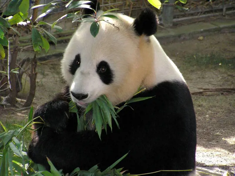 Veterinari cinesi a Taiwan. È la diplomazia dei panda