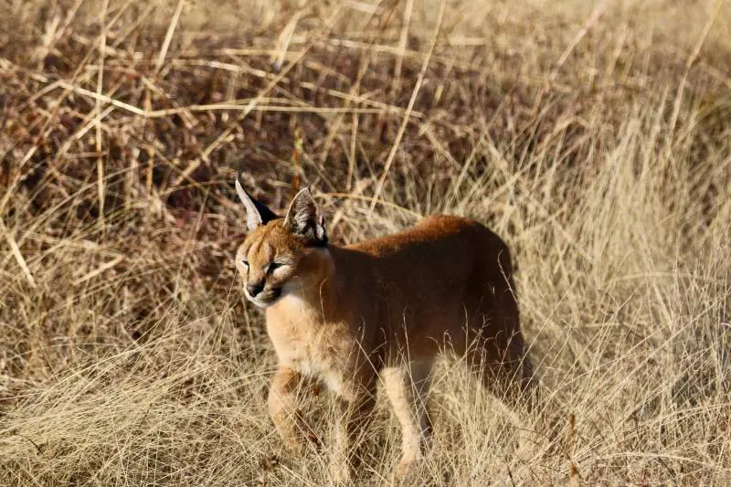 Un caracal a Busto Arsizio: avvistata la "lince del deserto"
