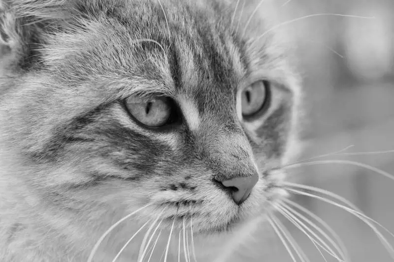 Canicattì, romeno uccide un gatto e lo sviscera col coltello: "Volevo mangiarmelo