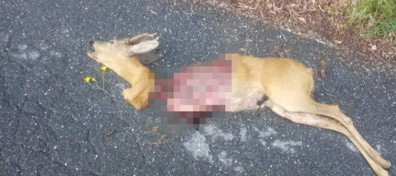 Paura a Ventimiglia: il lupo sbrana la sua preda sulla strada