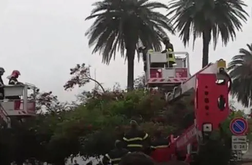 Napoli, straniera nuda sale su un albero in piazza Vittoria e lancia rami sui passanti
