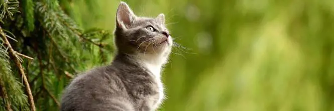 A Ostuni se il gatto viene investito paga il Comune