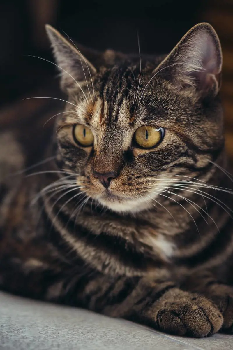 Tortura il gatto per vendicarsi della ex: denunciato operaio romeno