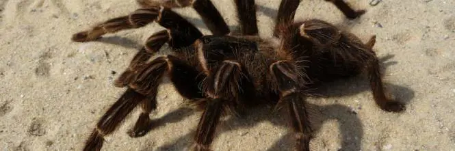 Australia, ragno divora opossum. La foto diventa virale