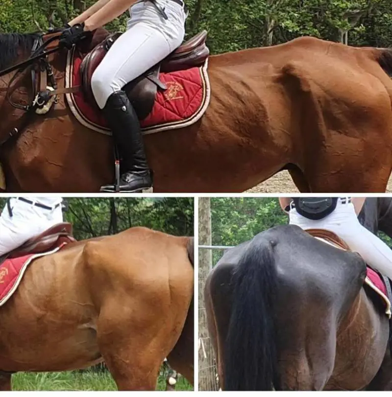 Cavalli denutriti costretti a correre nei concorsi