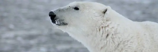 Russia, orso polare vaga in una città siberiana cercando cibo