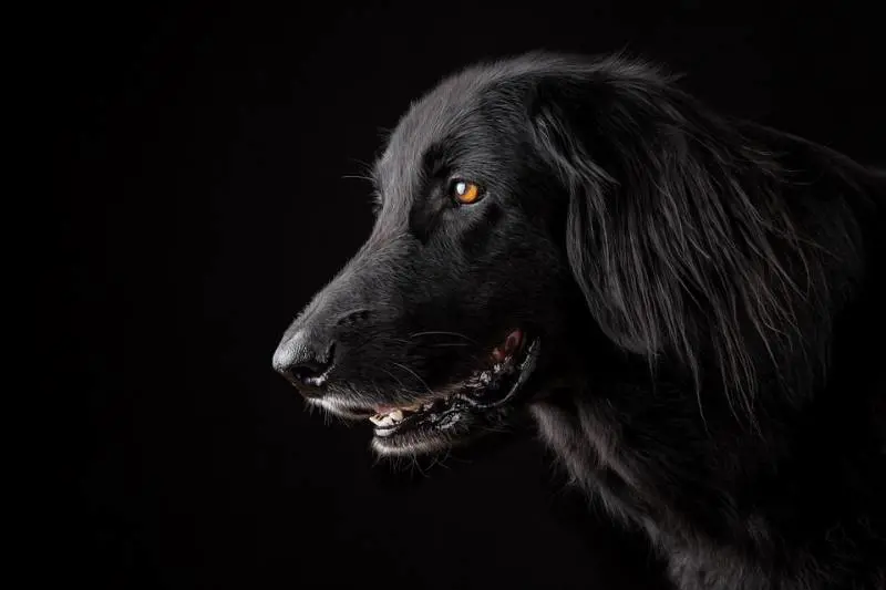 Cane nero? No grazie, è cattivo e porta sfortuna