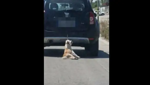 Trani, cane trascinato da auto, i proprietari: "È stato un incidente"