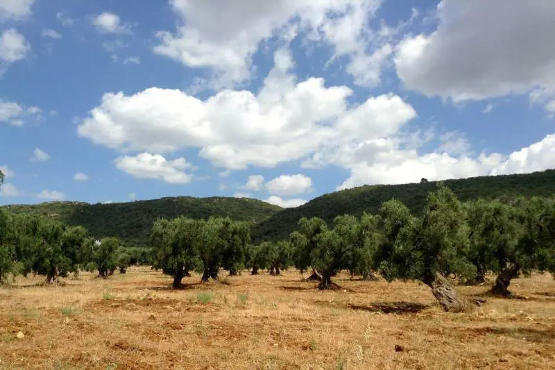 Colpo basso all'olio italiano: è di nuovo tunisino il segretario dell'organo di controllo