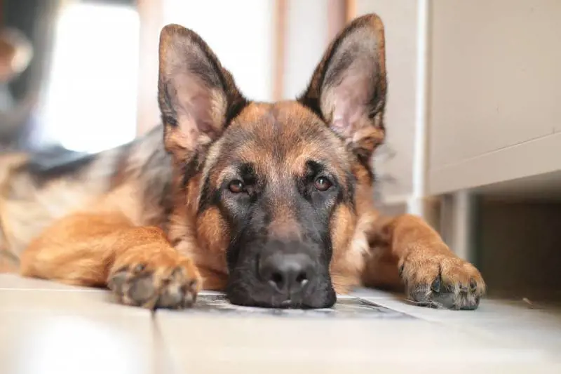 Veterinario sbaglia e paga "L’animale è come uno di famiglia"