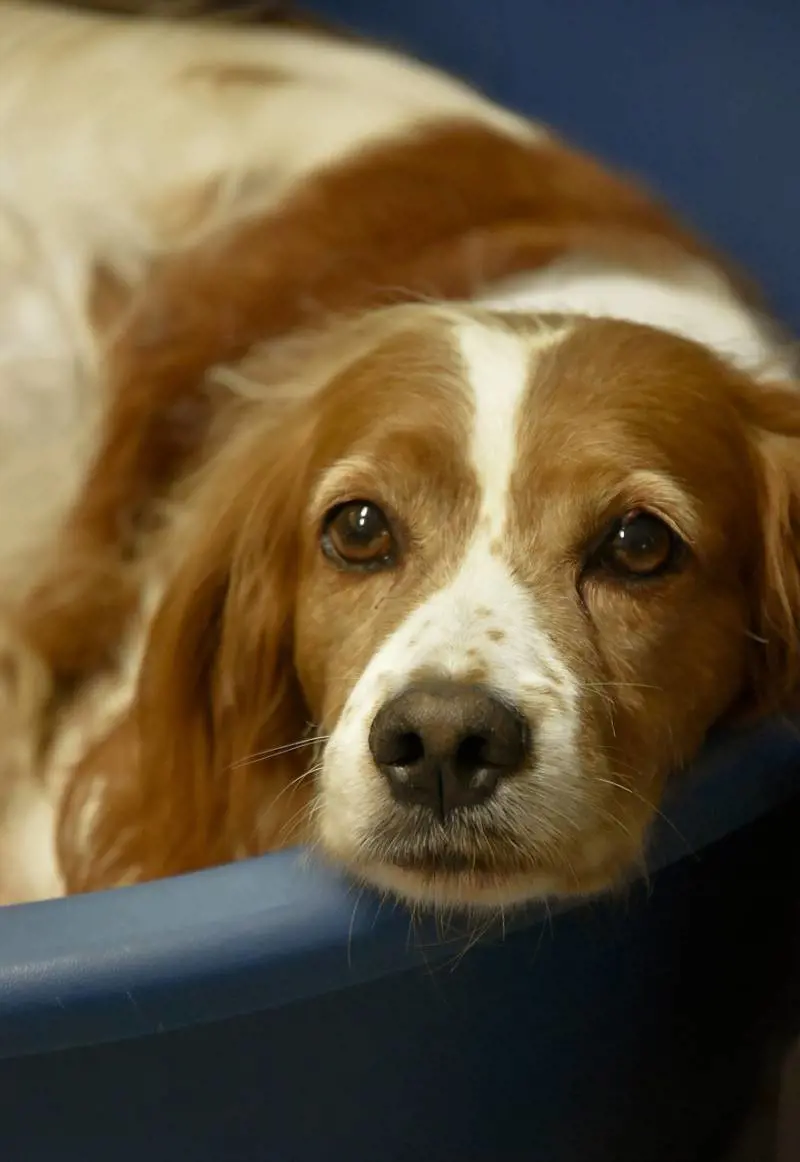 Ladri massacrano di botte un cane: lo salvano gli agenti