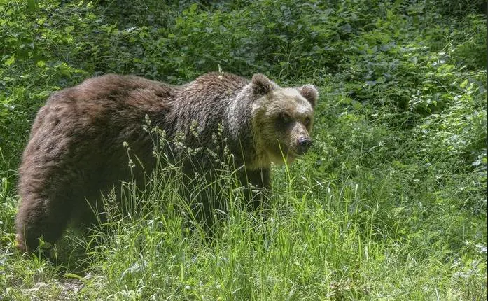 "Catturate l'orsa pericolosa" Ma è scontro con il ministro
