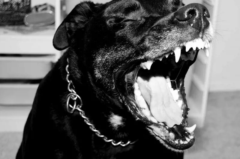 Milano, pitbull difendono la droga sul balcone