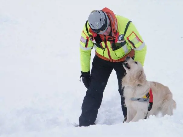 Morto Scott, il cane eroe che scavò tra le macerie di Amatrice