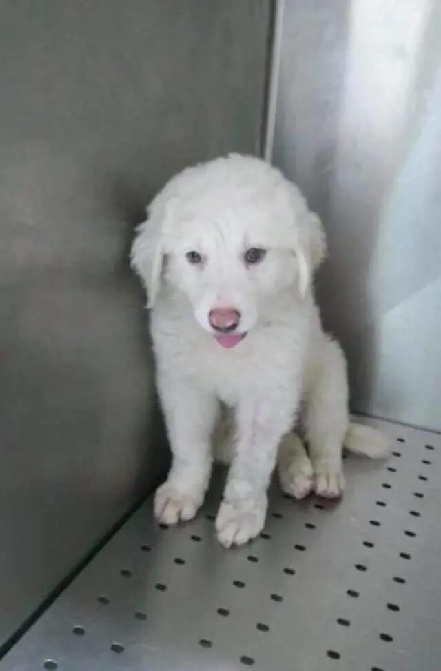 È stato adottato dal suo salvatore il cucciolo lasciato nel bagagliaio