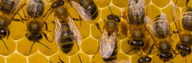 Nel Vibonese, punto da un'ape è in pericolo di vita