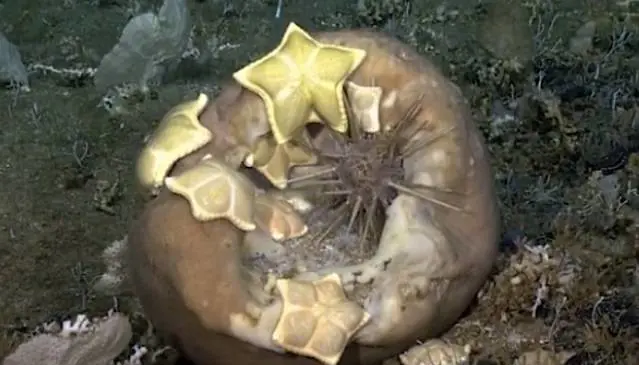 Ora in fondo al mare ​spuntano anche i ravioli