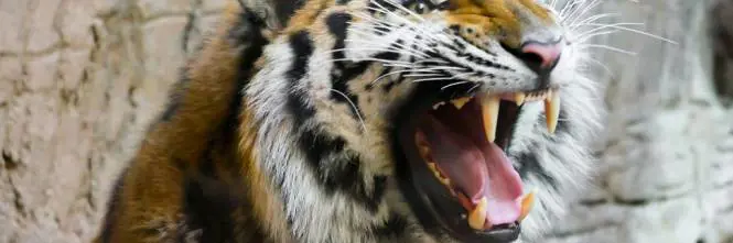 Domatore ucciso, la titolare del circo: "Non è stato sbranato, ferita accidentale"