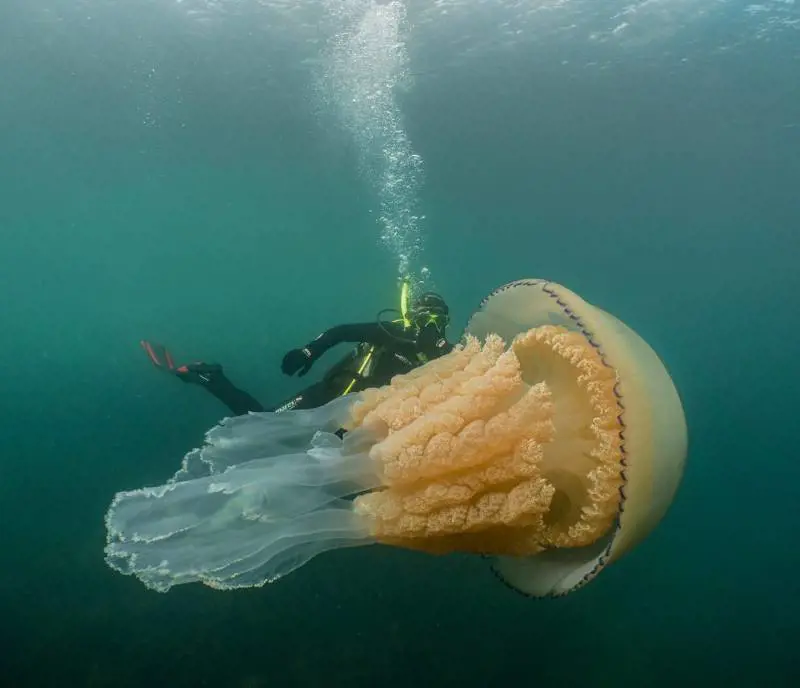 L'avvistamento choc: ecco la medusa gigante grande quanto un uomo