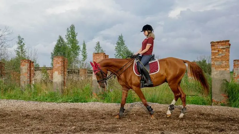 Bambina cade da cavallo e batte la testa. È grave