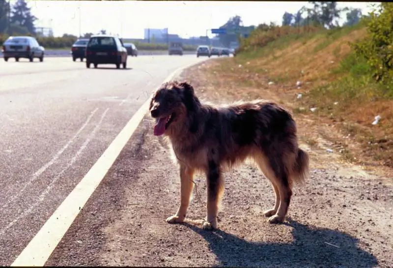 Il padrone muore e il cane lo aspetta sul luogo dell’incidente da un anno e mezzo
