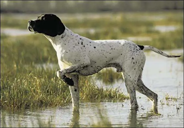 L'eutanasia di Wilson, il cane che è morto stretto al suo padrone
