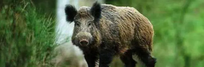 Quella peste suina africana che spaventa l'Europa