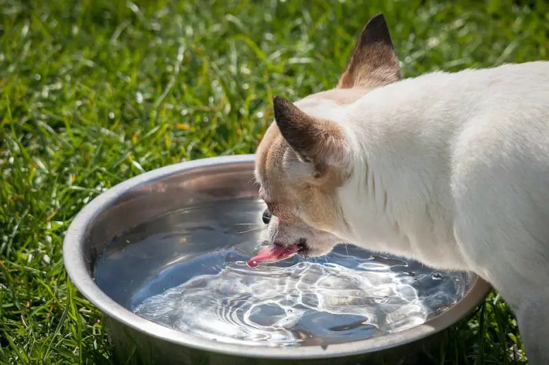 Coppia fa l'aperitivo e il bar gli chiede 30 centesimi per l'acqua per il cane