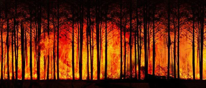 Sicilia, il Corpo forestale ferma le attività nei festivi Rischio incendi