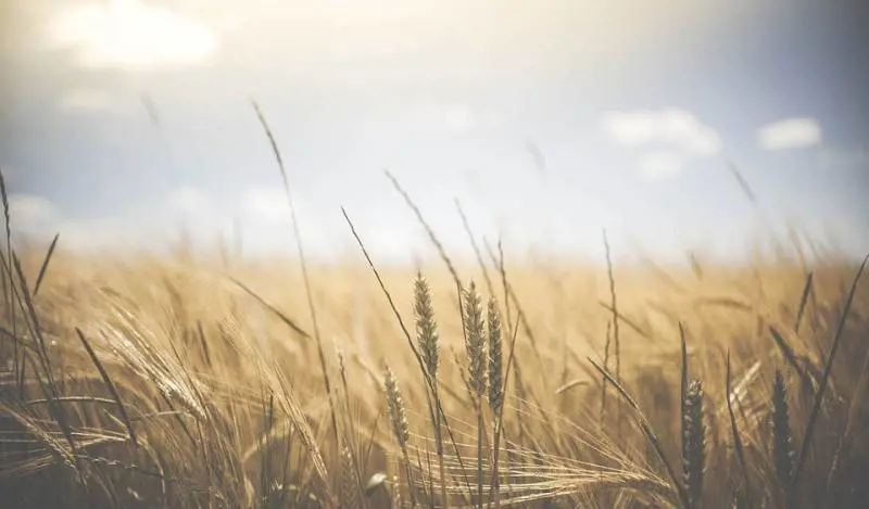 Coldiretti, 22mila giovani del Sud vorrebbero fare gli agricoltori
