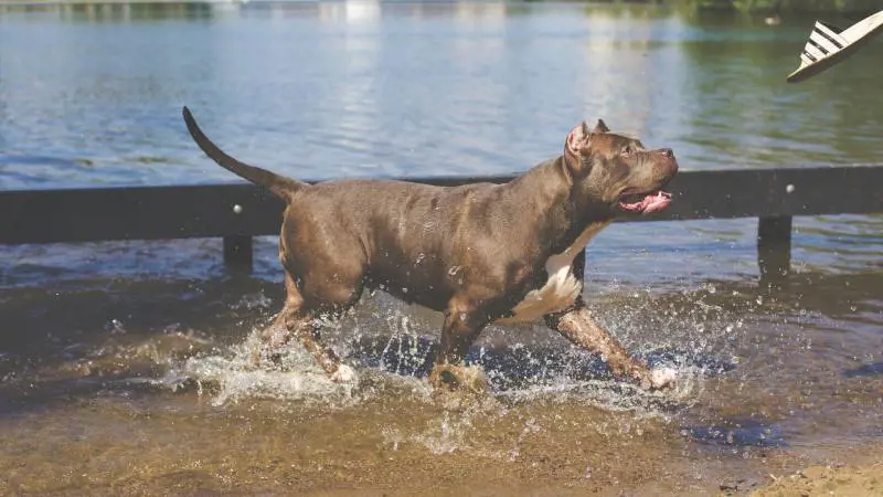 Grosseto, attaccato da due pitbull nel giardino di casa