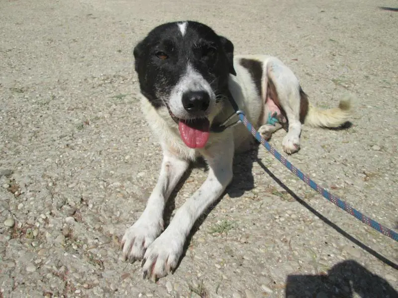 Caserta, lega il cane all'auto e se lo trascina dietro