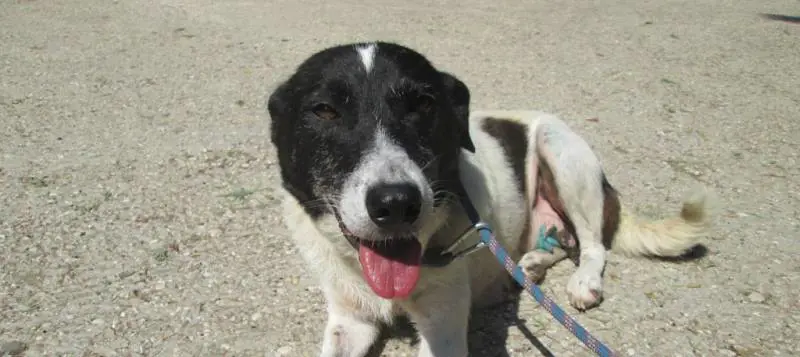 Animali abbandonati: due cani salvati grazie alla task force dei vigili urbani