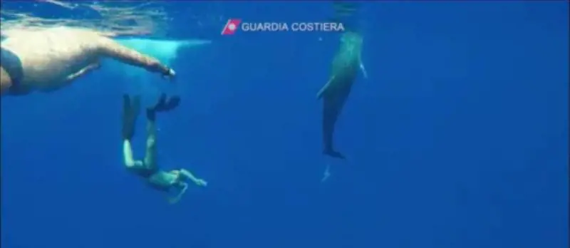 I "buonisti" usano un delfino per insultare la Guardia Costiera