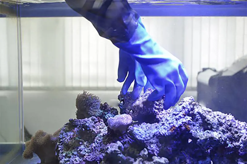 Tossina letale nell'acquario di casa, famiglia viene messa in quarantena