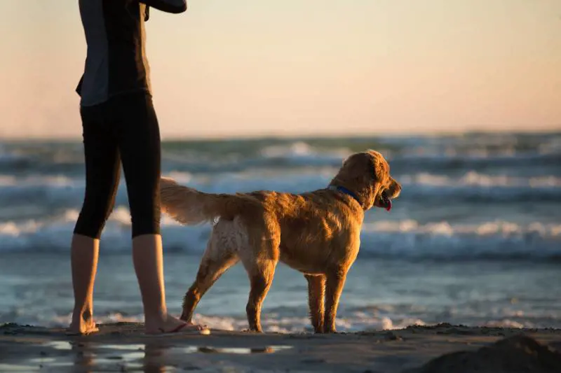 Coldiretti: animali e partenze, gli italiani in vacanza