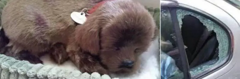 Spacca il vetro della macchina e salva il cucciolo. Ma era un peluche