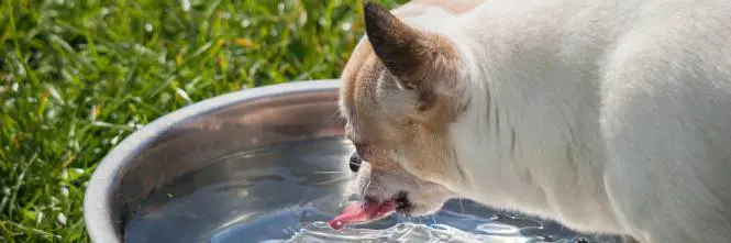 Il consiglio utile: cani anziani l'importanza dei cibi adatti